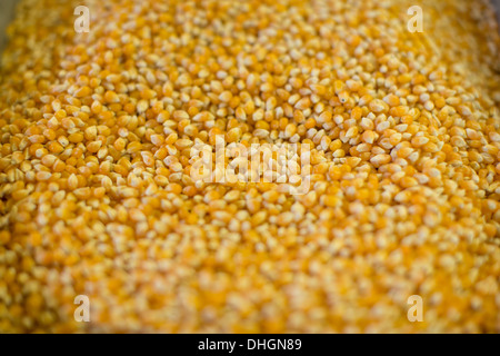 Popping corn in a large metal container at a road side store in Texas.
