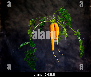 Carrot with top Stock Photo