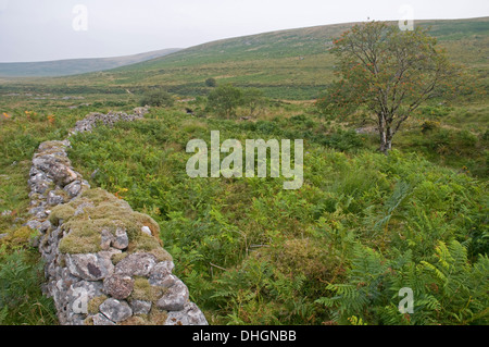 Near the source of the River Taw below Steeperton Tor on Dartmoor, looking north Stock Photo