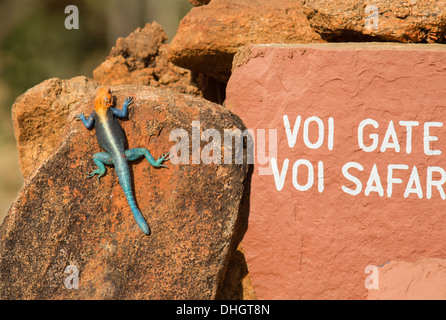 Brightly coloured Rock Agama lizard basking on a rock by a Tsavo park entrance sign near Voi in Southern Kenya Stock Photo