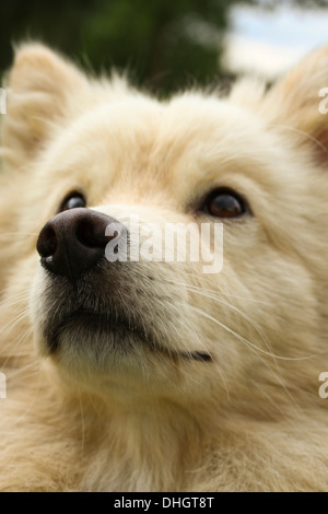 Cream Finnish Lapphund dog head shot, with mouth open showing bottom ...