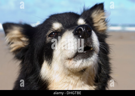 are lapphund noisy