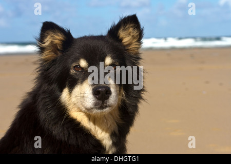 are lapphund noisy