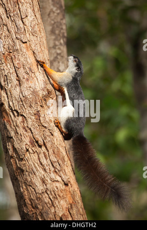 Prevost's Squirrel (Callosciurus prevostii) climbing up a tree in Borneo tropical rainforest Stock Photo