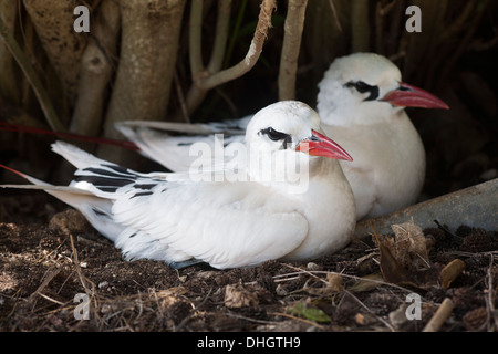 Red-tailed Tropicbirds (Phaethon rubricauda rothschildi) nesting on forest floor Stock Photo