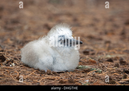 Red-tailed Tropicbird (Phaethon rubricauda rothschildi) chick Stock Photo