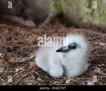 Red-tailed Tropicbird (Phaethon rubricauda rothschildi) chick on forest floor nest Stock Photo