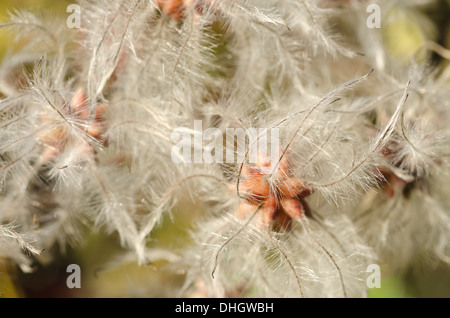 Old mans beard attractive climber wispy fluffy soft seed heads slender feathery thread  wind dispersal Stock Photo