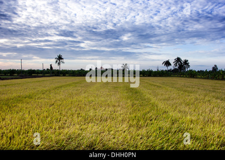 Yellow Padi Field is producing grains. Stock Photo