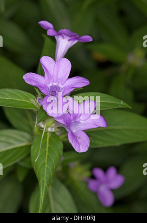 Close up of beautiful purple flowers and green hairy leaves of Barleria cristata growing in a sub-tropical garden Stock Photo