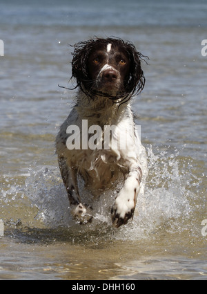 English springer spaniel running through water Stock Photo