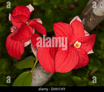 Spectacular bright red bracts and tiny white flower of new / unusual cultivar of sub-tropical shrub Mussaenda 'Capricorn Dream' Stock Photo