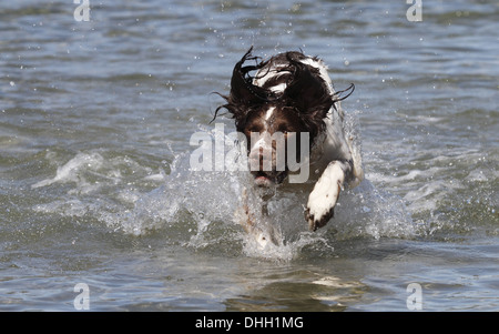 English springer spaniel running through water Stock Photo