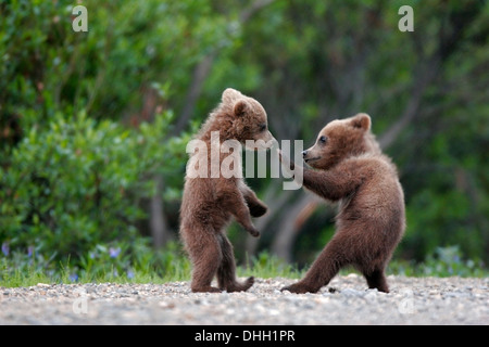 Spring cubs, grizzly or brown bear (Ursus arctos) in Denali National Park, Alaska.