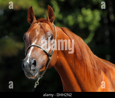 Head shot of a bay arabian horse against a dark foliage background Stock Photo