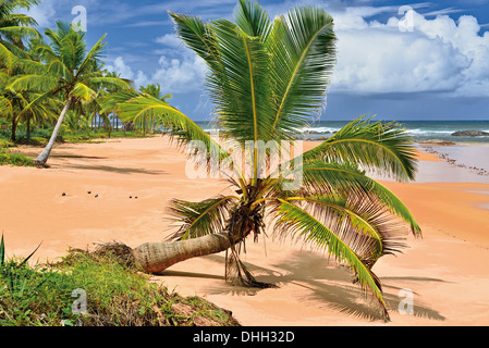 Brazil, Bahia: Fallen palm tree at paradise beach Busca Vida in Camaçarí Stock Photo