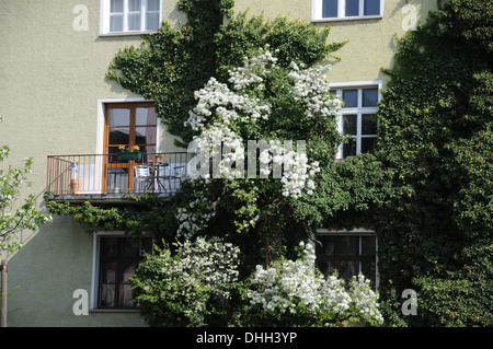 Ivy and Pear tree Stock Photo