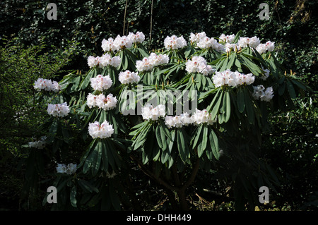 Rhododendron calophytum Stock Photo