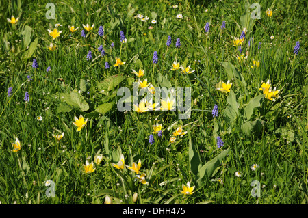 Late tulips Stock Photo