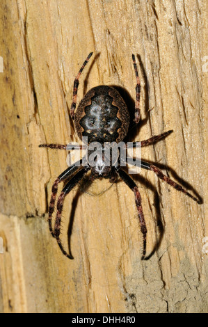 Walnut Orb-Weaver Spider - Nuctenea umbratica On fence post Stock Photo