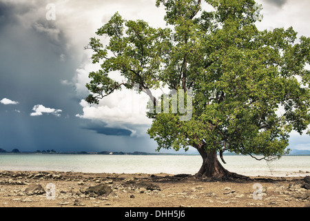 Tree on Seashore Stock Photo