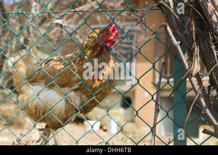 hen behind fence Stock Photo