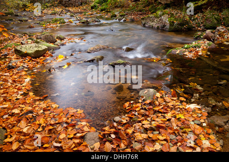 Ilse river in Ilsetal valley in autumn, Harz, National park Hochharz, Saxony-Anhalt, Germany, Europe Stock Photo