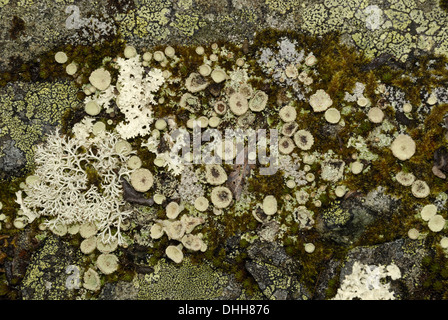 Lichen in Jotunheimen Stock Photo