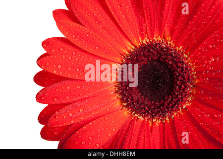 Red Gerbera Flower isolated on white background. Stock Photo