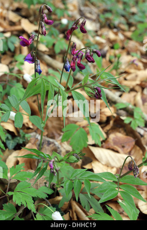 Spring Vetchling, Lathyrus vernus Stock Photo