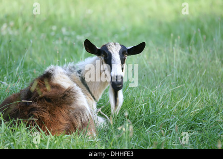 goat relaxing on pasture Stock Photo