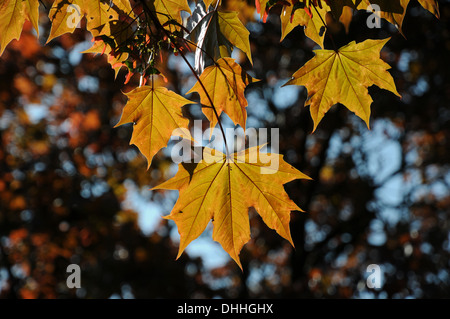 Redleaved Norway Maple Stock Photo