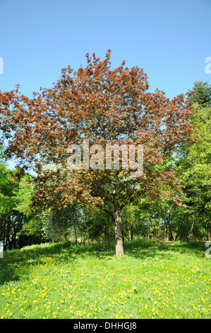 Acer platanoides Royal Red Stock Photo