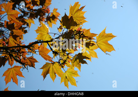 Redleaved norway maple Stock Photo