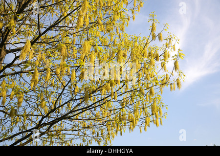 American red oak Stock Photo