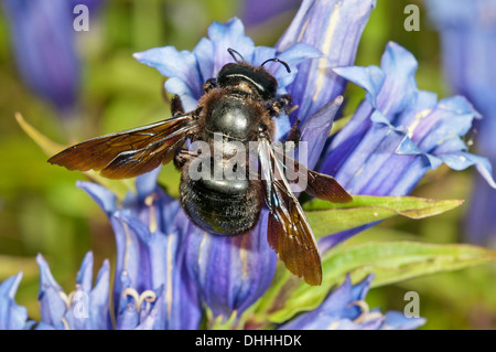 Violet Carpenter Bee or Indian Bhanvra (Xylocopa violacea) on a Willow Gentian (Gentiana asclepiadea), Bavaria, Germany Stock Photo