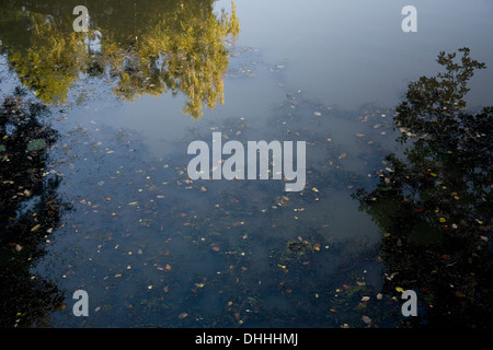 Trees reflected in Pond in Autumn on Hampstead Heath Stock Photo