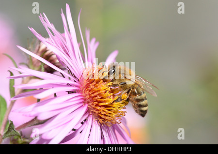 Honey bee (Apis mellifera) sitting on aster (Aster), sucking up nectar, Baden-Württemberg, Germany Stock Photo