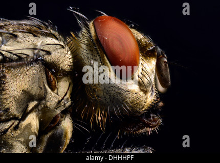 Compound eye, head, Common Housefly (Musca domestica), extreme close-up, Baden-Württemberg, Germany Stock Photo