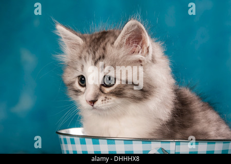 Siberian Forest Cat, kitten Stock Photo