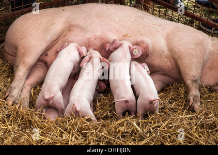 LANDRACE PIGLETS WITH TAGS IN EARS FEEDING FROM SOW IN PEN AT AGRICULTURAL SHOW IN MONMOUTH WALES UK Stock Photo