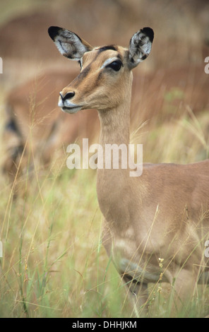 Impala (Aepyceros melampus), female, Kruger National Park, Skukuza, South Africa Stock Photo