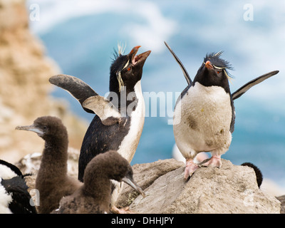 Rockhopper Penguins, Eudyptes chrysocome, Falkland Islands, Subantarctic, South America Stock Photo