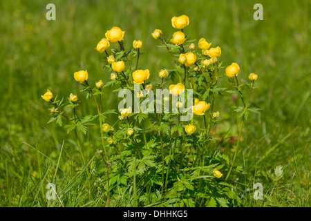 Globe Flower (Trollius europaeus), flowering on a meadow, Thuringia, Germany Stock Photo