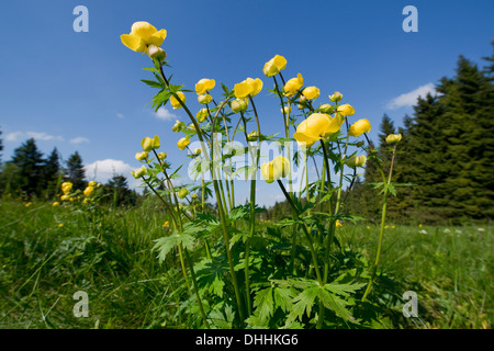 Globe Flower (Trollius europaeus), flowering, Thuringia, Germany Stock Photo