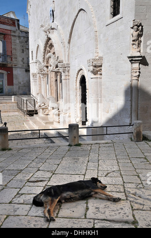 Dog asleep at the Cathedral of Ruvo di Puglia, Apulia, Italy Stock Photo