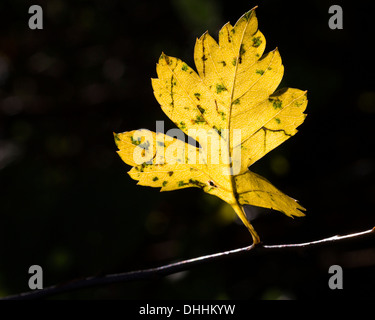 White Poplar (Populus alba), autumn leaf Stock Photo