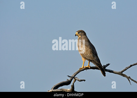 White-eyed Buzzard (Butastur teesa) in Ranthambhore Stock Photo