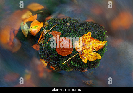 Autumn leaves in the Nidda river, Hoherodskopf, Hesse, Germany Stock Photo
