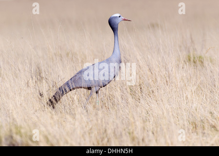 Blue Crane (Anthropoides paradisea), in tall grass, Etosha National Park, Namibia Stock Photo